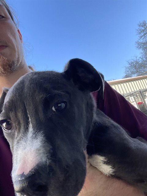 KING - Pit Bull Terrier available for adoption