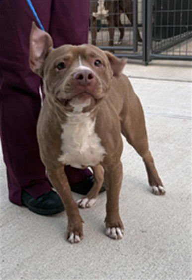 BUTTERS - Pit Bull Terrier available for adoption