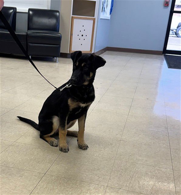 KIRA - German Shepherd Dog available for adoption