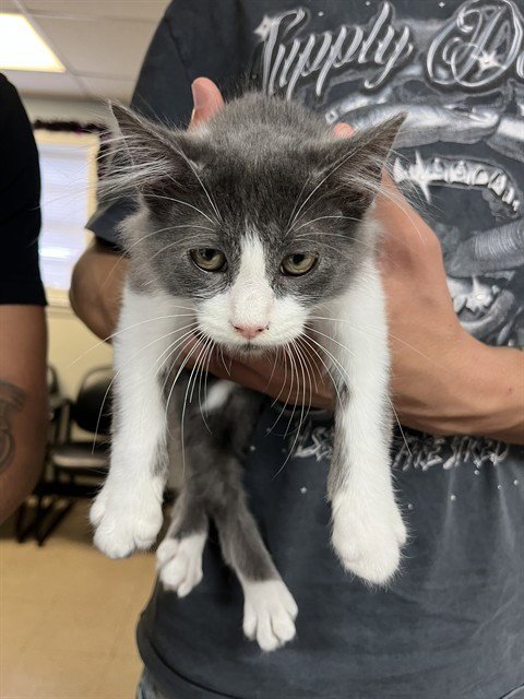 ASHER - Domestic Medium Hair available for adoption