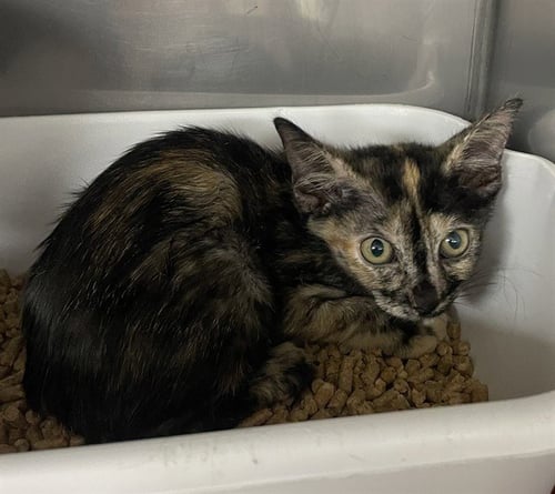 SPIDER WOMAN - Domestic Short Hair available for adoption