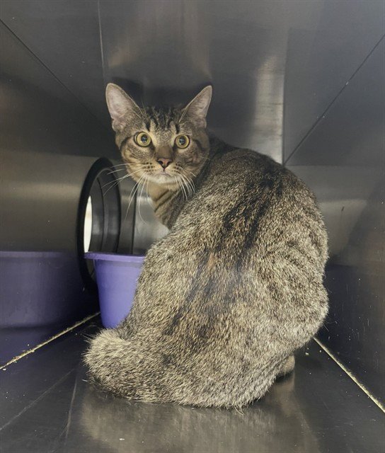 TOBEY CAT Image