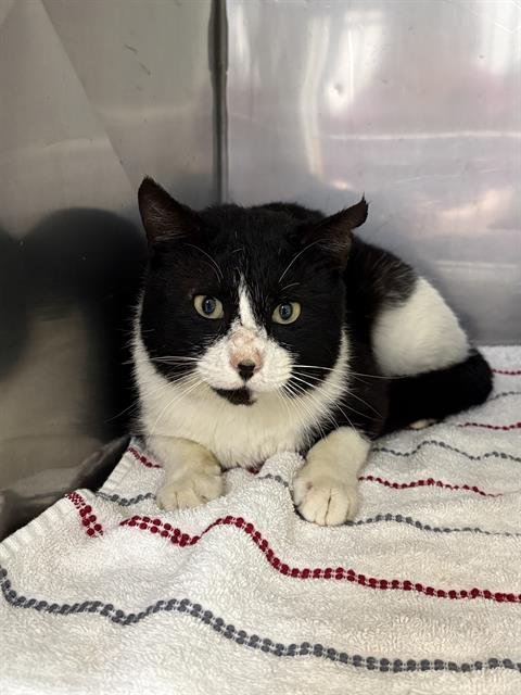 FORD FUSION - Domestic Short Hair available for adoption