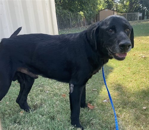 MARCO - Labrador Retriever for adoption in Killeen