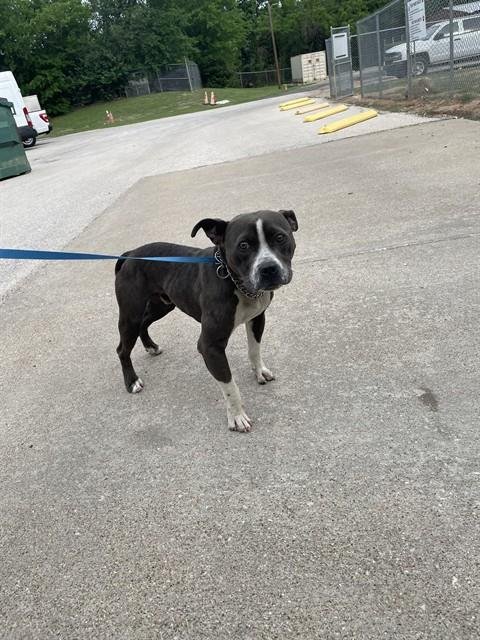 COSMO - Pit Bull Terrier available for adoption