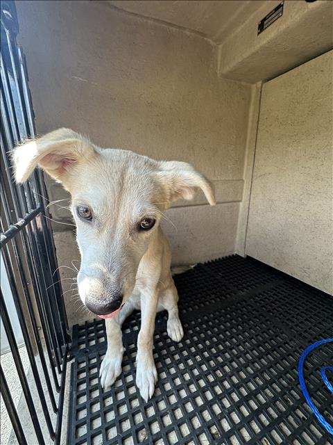 BELLA - Labrador Retriever available for adoption