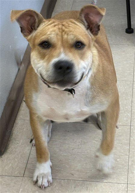 PUMPKIN - Pit Bull Terrier available for adoption