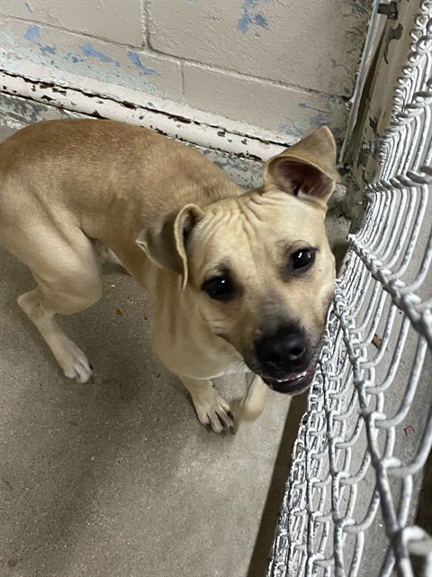 SCAR - Pit Bull Terrier available for adoption