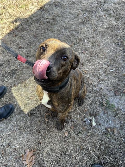 KRENSHAW - Pit Bull Terrier available for adoption