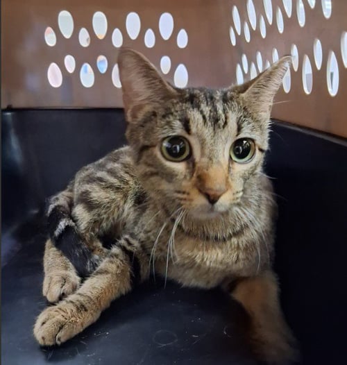 BETTY - Domestic Short Hair for adoption in Killeen