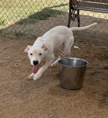 JAZZ - Pit Bull Terrier available for adoption