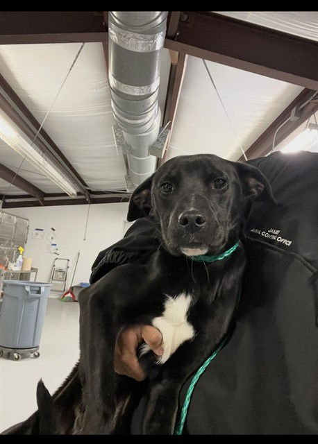 BLANCO - Labrador Retriever available for adoption