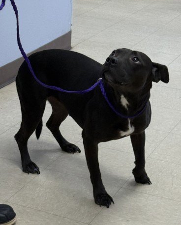 LUNA - Pit Bull Terrier available for adoption