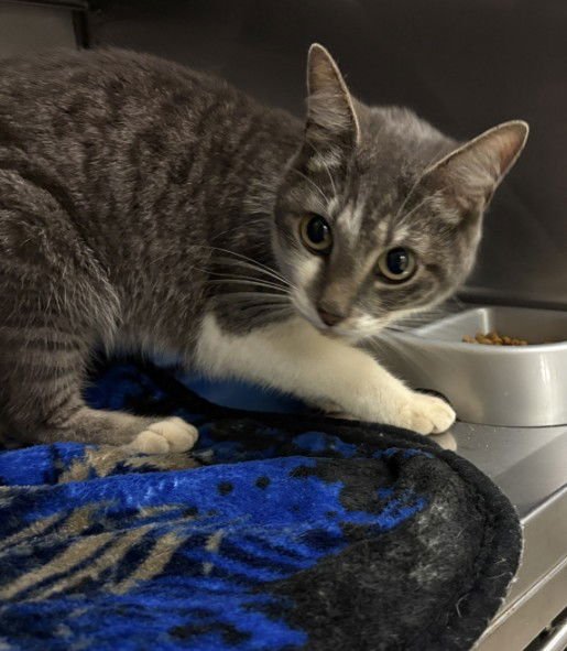 PIPER - Domestic Short Hair available for adoption