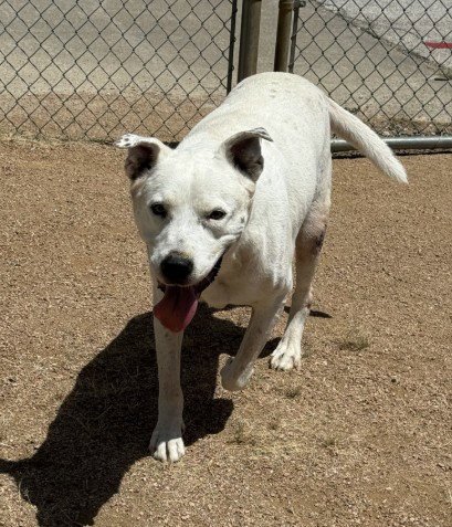 ACE - American Bulldog available for adoption