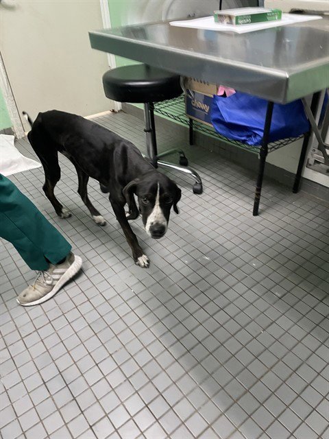 AMIGO - Plott Hound available for adoption