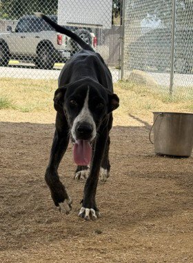 AMIGO - Plott Hound available for adoption