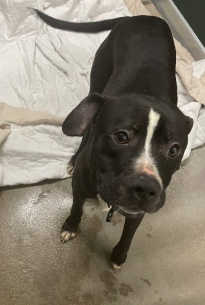 RICH - Pit Bull Terrier available for adoption