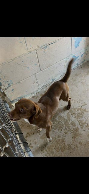 COFFEE - Chihuahua available for adoption