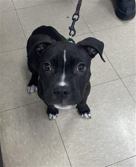 STRAY HOLD - Pit Bull Terrier available for adoption