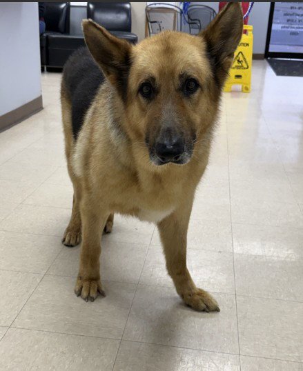RANGER - German Shepherd Dog available for adoption