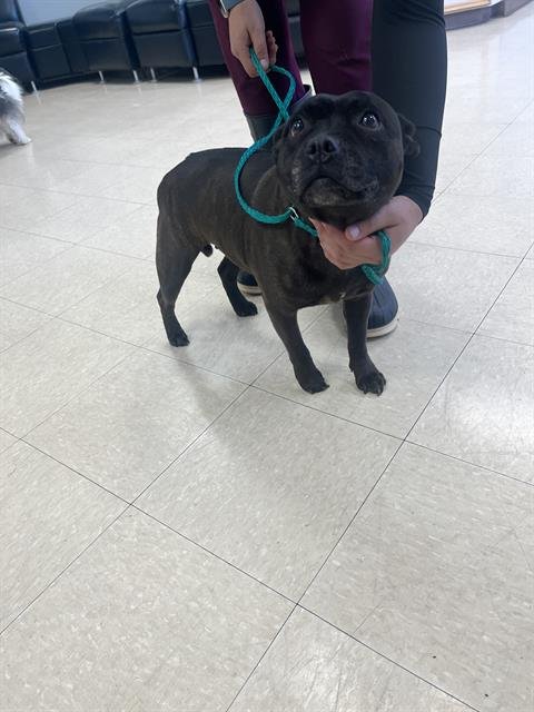 PENELOPE - Pit Bull Terrier available for adoption