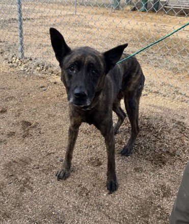 BAILEY - Dutch Shepherd available for adoption
