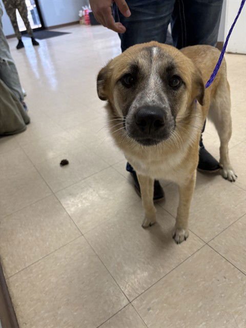 CANELA - Border Collie available for adoption