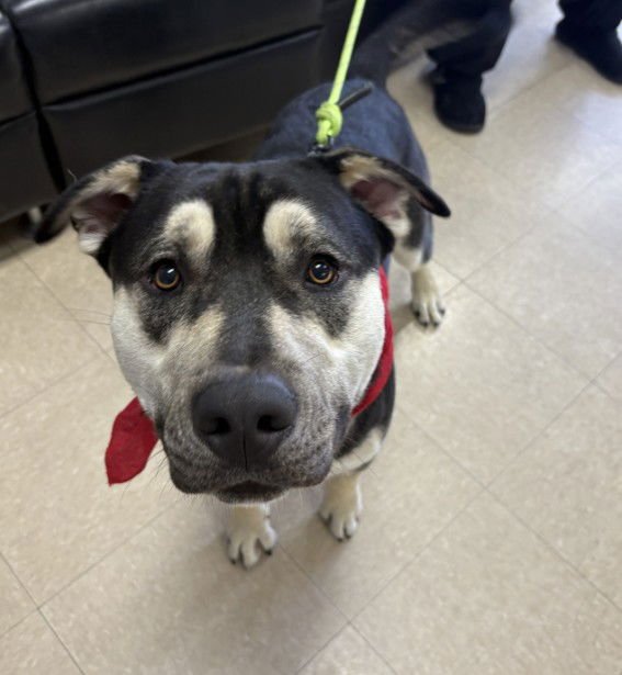 JUDAH - German Shepherd Dog / Husky available for adoption