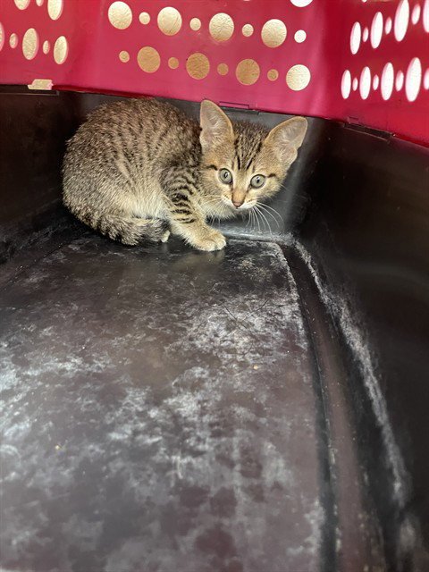 NUGGET - Domestic Short Hair available for adoption