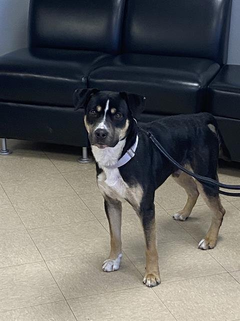 CROUTON - Pit Bull Terrier available for adoption