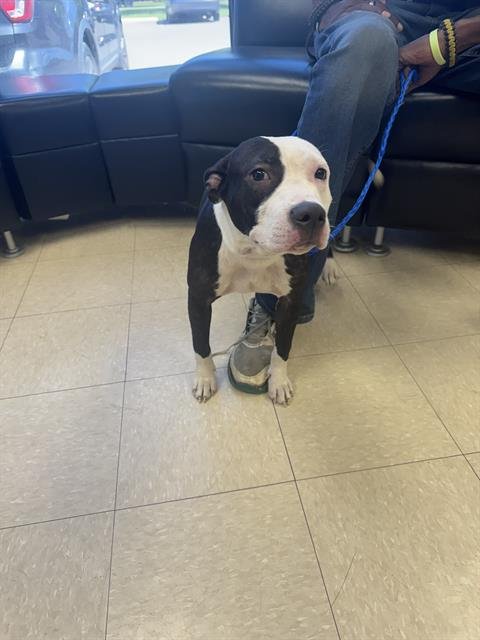 DELILAH - Pit Bull Terrier available for adoption