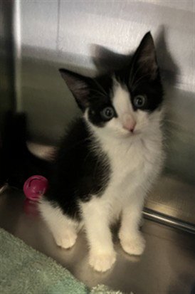 HOOKFANG - Domestic Short Hair available for adoption