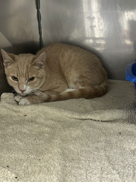 JASPER - Domestic Short Hair available for adoption