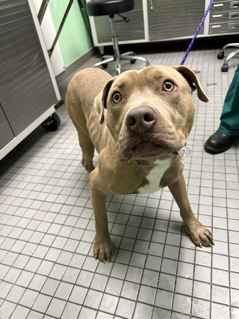 PEANUT - Pit Bull Terrier available for adoption
