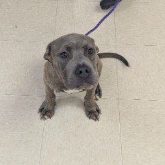MOLLY - Pit Bull Terrier available for adoption
