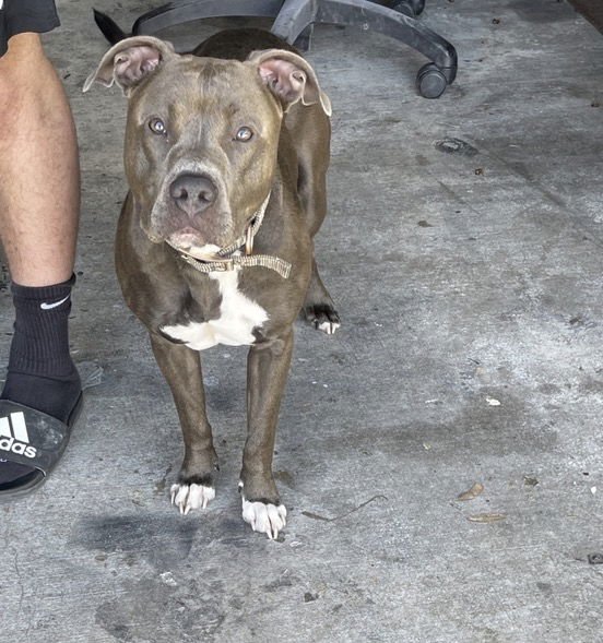 LACEY - Pit Bull Terrier available for adoption