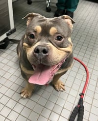 PORKCHOP - Photo 1