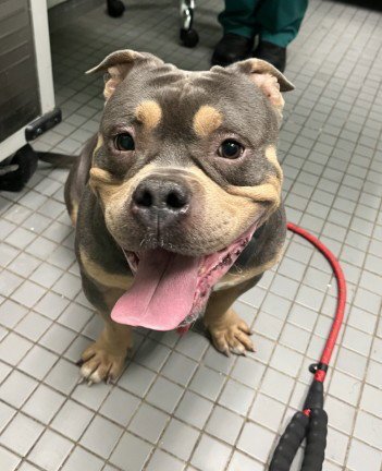 PORKCHOP - American Staffordshire Terrier available for adoption