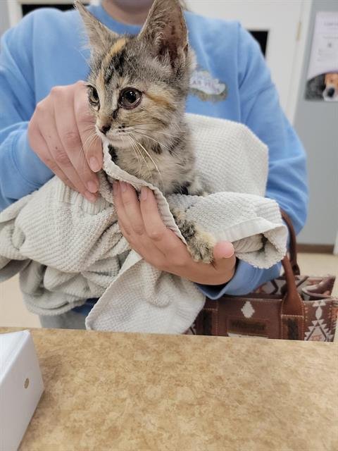 CLEMENTINE - Domestic Short Hair available for adoption