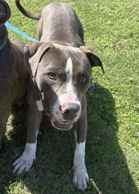 DENNIS - Staffordshire Bull Terrier available for adoption