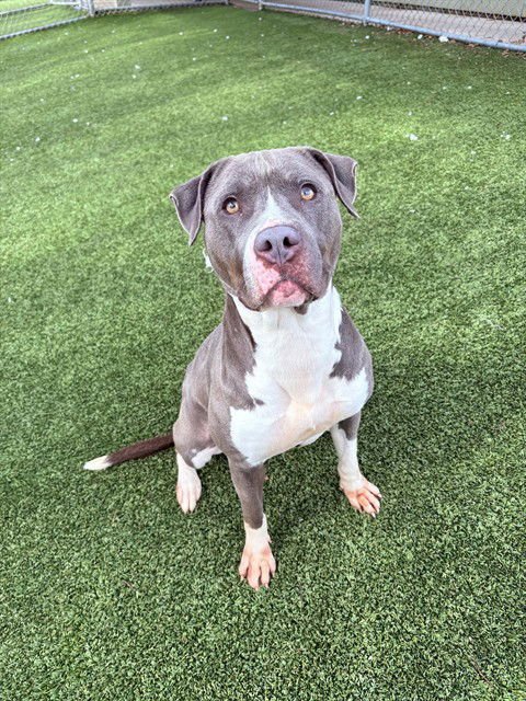 LAYLA - Pit Bull Terrier available for adoption