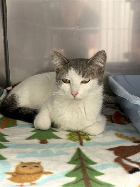 BAILEY - Domestic Short Hair available for adoption