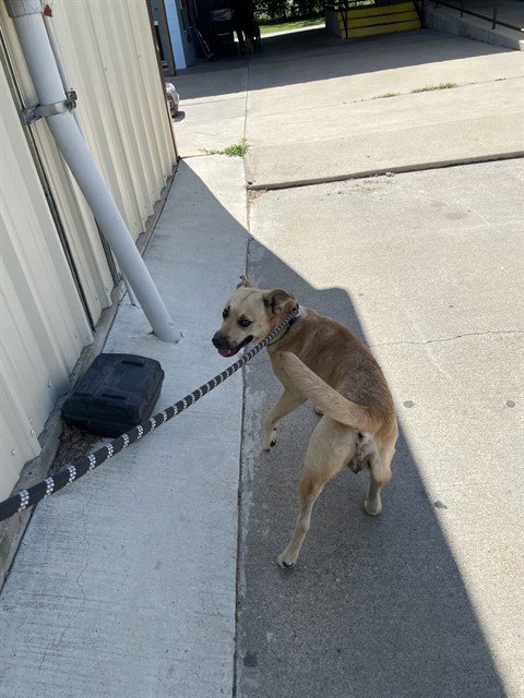 PRADA - Labrador Retriever available for adoption