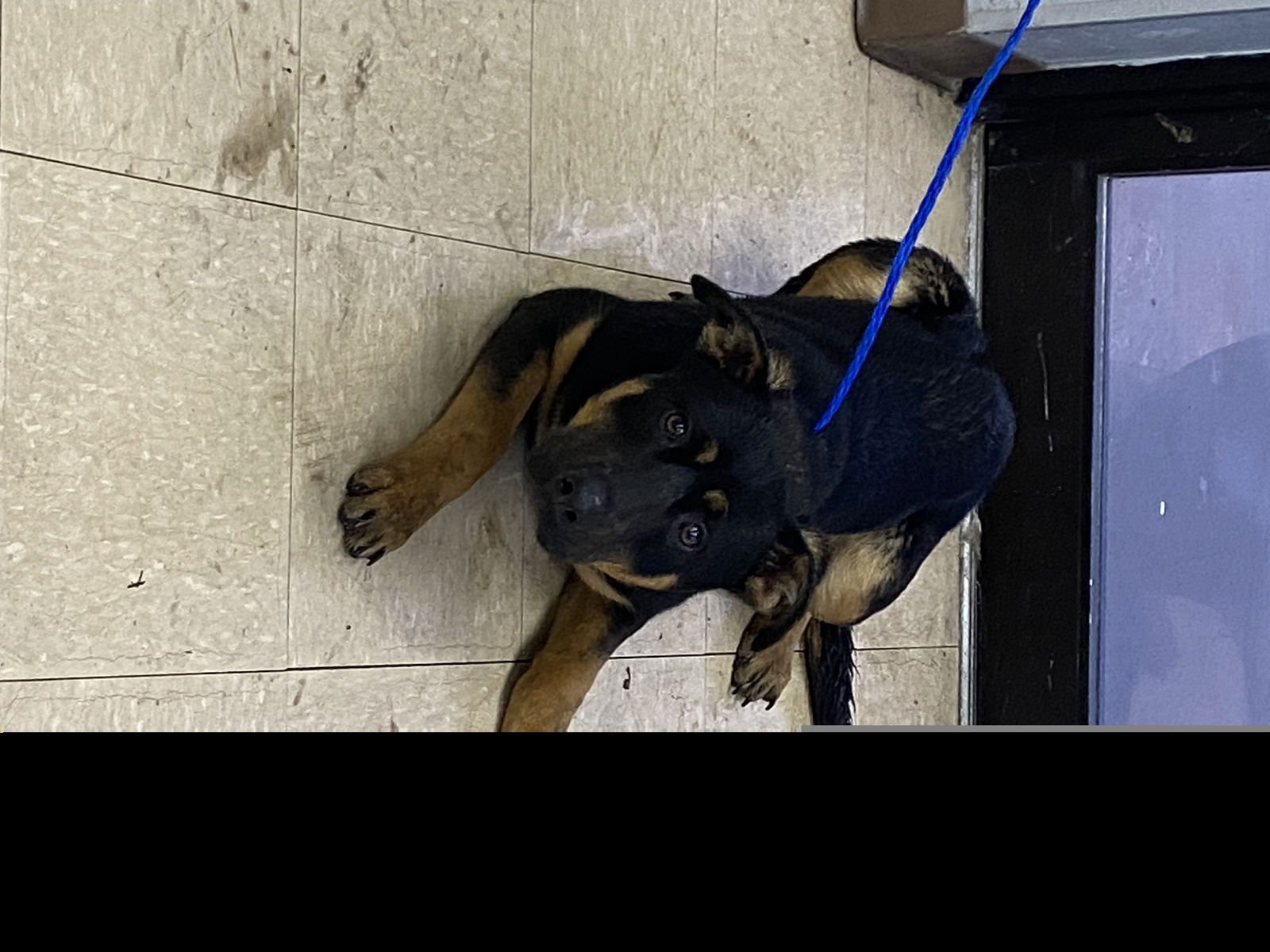 AZALEA - German Shepherd Dog available for adoption