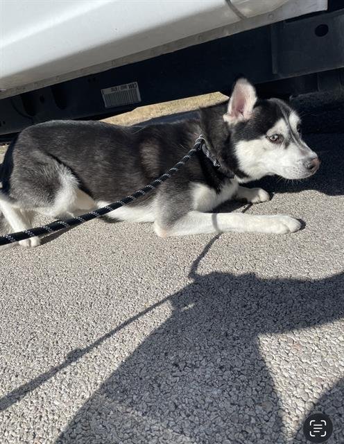 HERCULES - Siberian Husky available for adoption