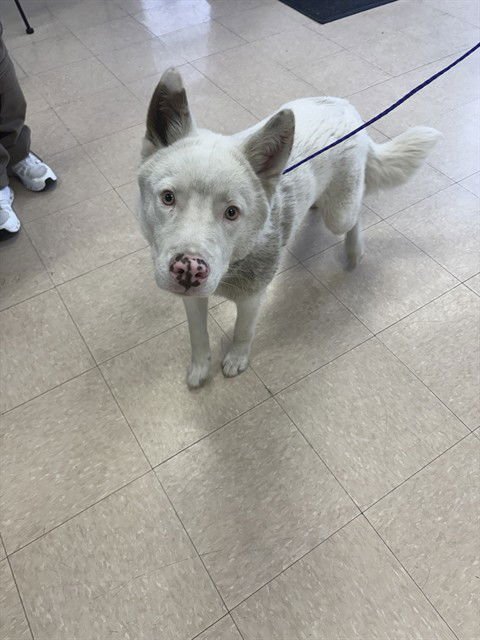 BALTO - Husky available for adoption