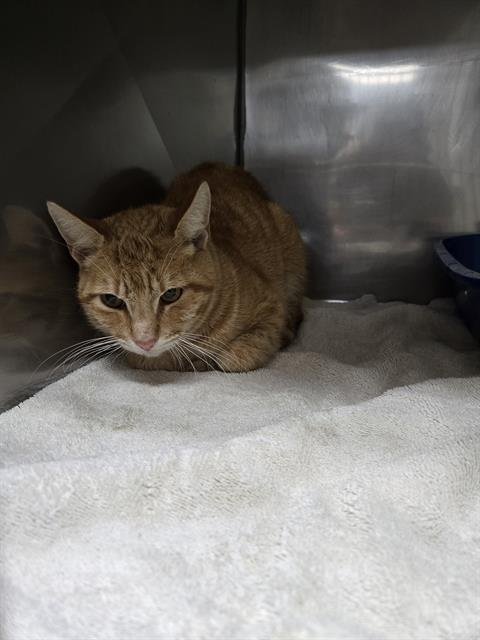 TIMBOB - Domestic Medium Hair available for adoption