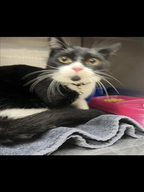 SPOKESPERSON - Domestic Short Hair available for adoption