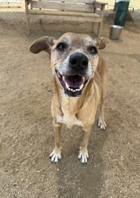 POLO - Labrador Retriever for adoption in Killeen